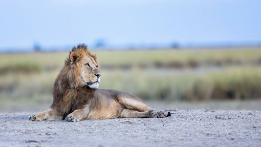youg lion cab in the masaai mara