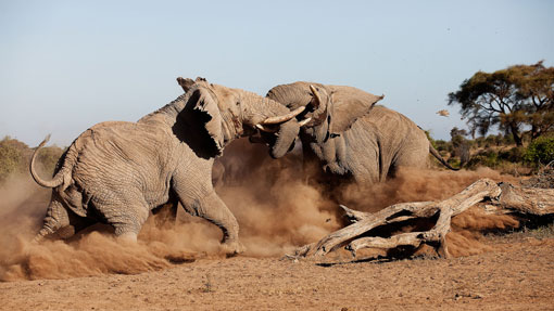 youg lion cab in the masaai mara
