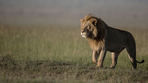 youg lion cab in the masaai mara