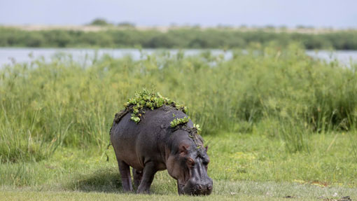 youg lion cab in the masaai mara